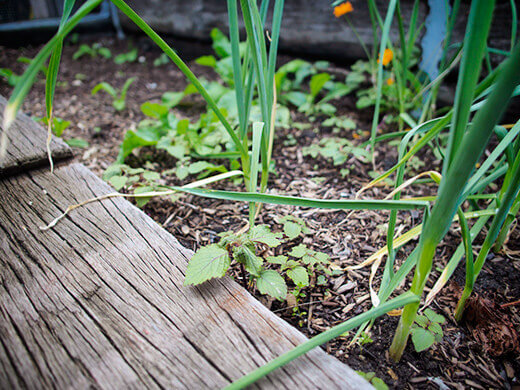 Weeds in the garlic bed