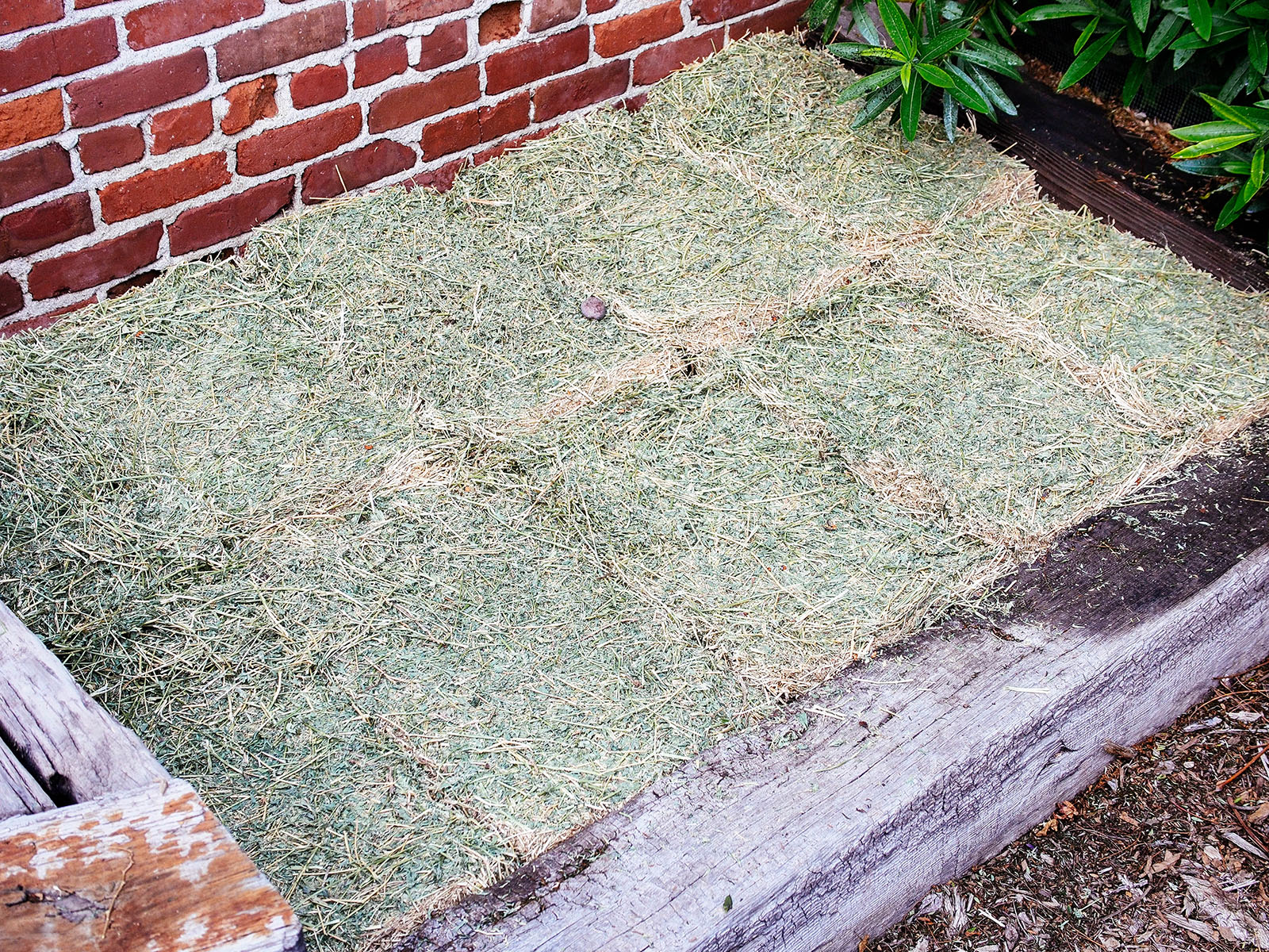 Alfalfa pads spread across raised bed