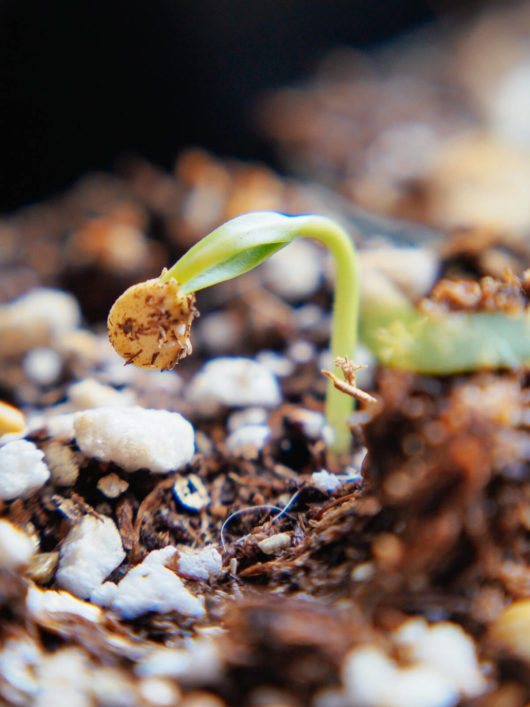From Seed to Seedling: An Anatomy Lesson
