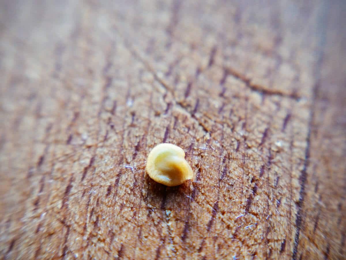 Cotyledons visible inside the seed coat