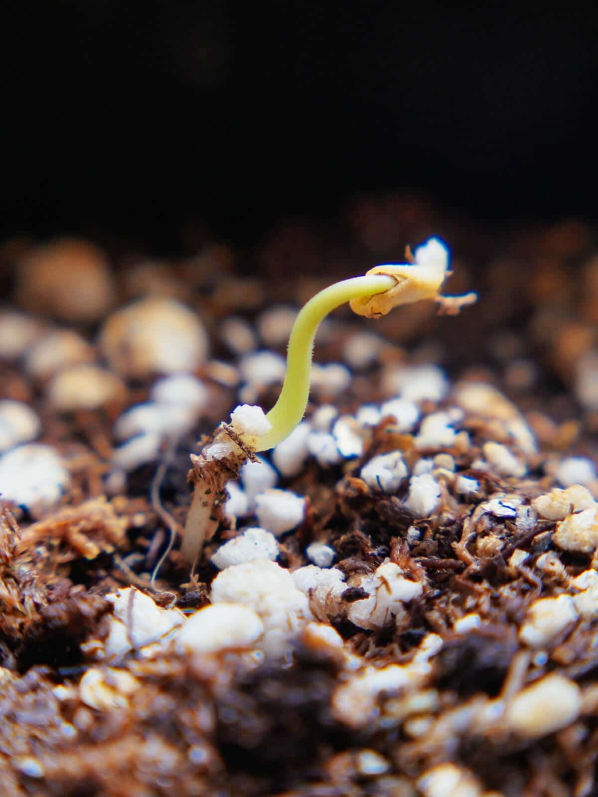 Radicle anchoring seedling to the soil while hypocotyl rises above the surface