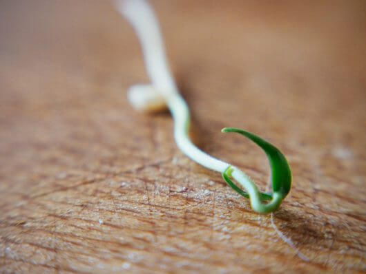 Cotyledons emerging from seed