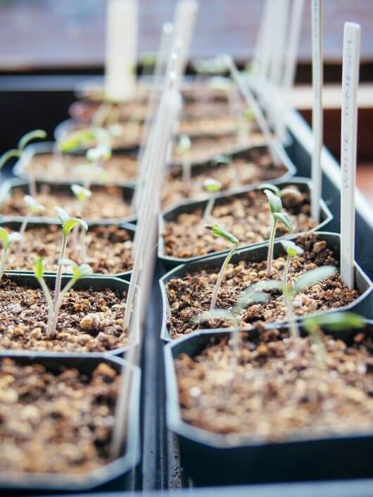 Tomato and pepper seedlings