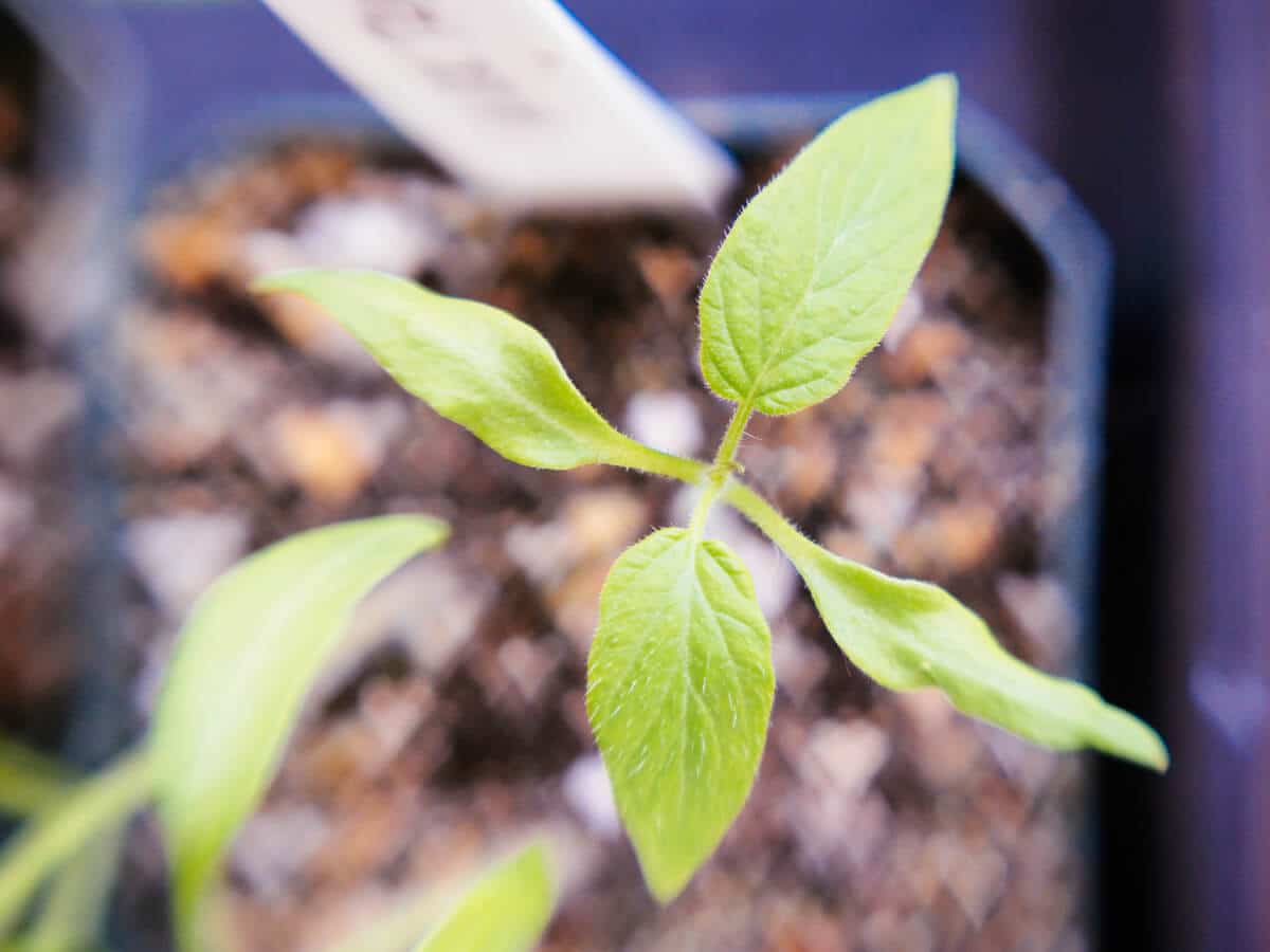 Tomato seedling with potato leaf shape