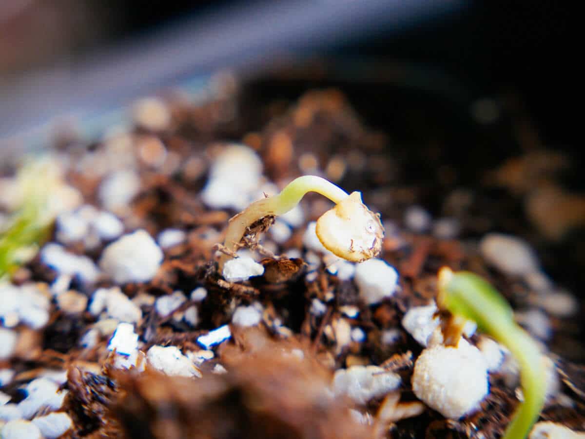 Germinated seed