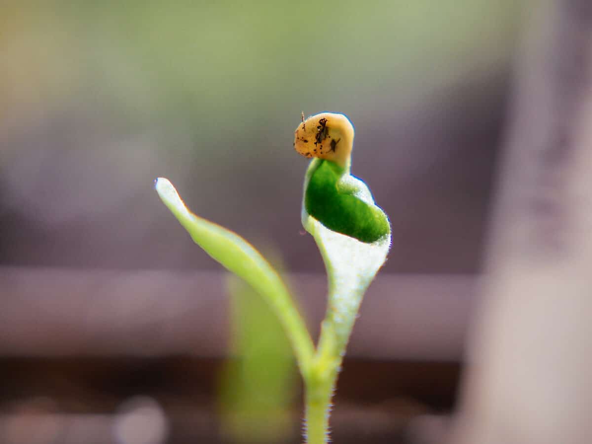 Cotyledon wearing a seed hat