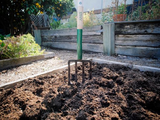 Dig in the compost and fertilizer with a spading fork