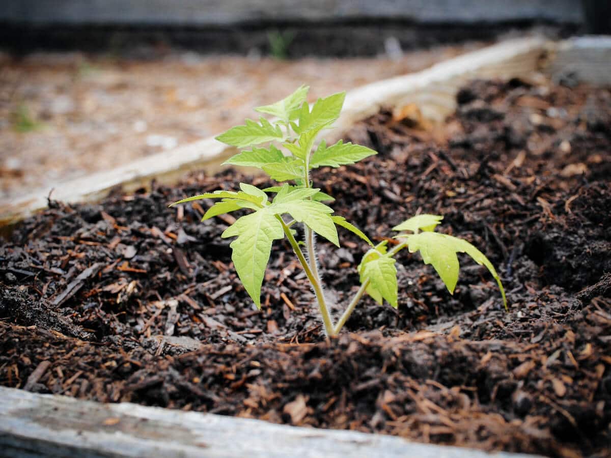 Successfully transplanted tomato