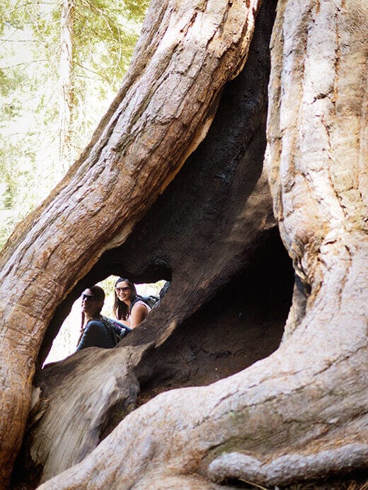 Sequoia trunk