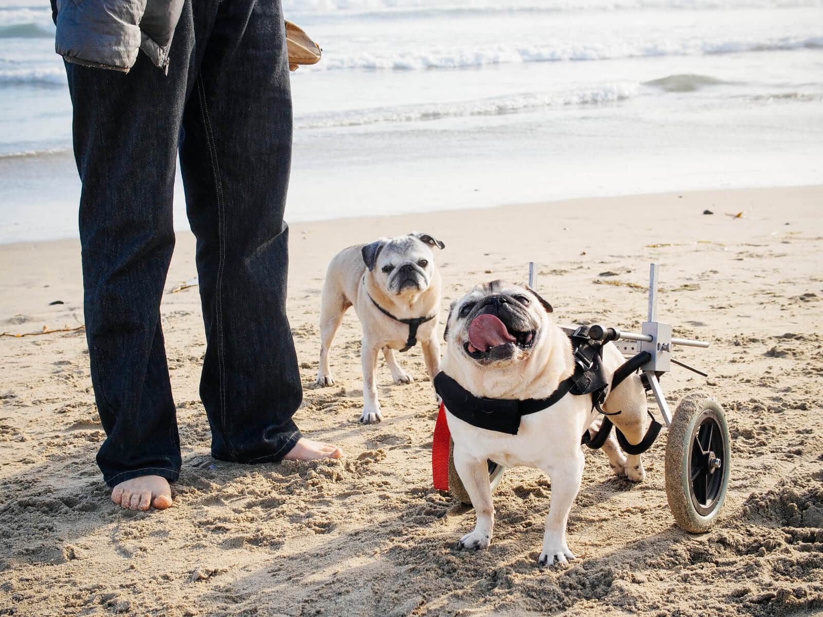 Homemade diet for dogs
