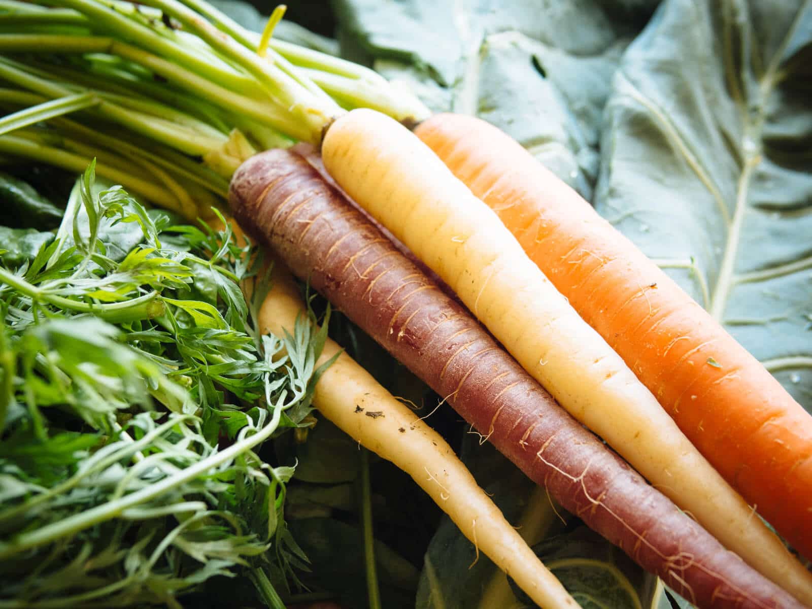 A rainbow of carrots