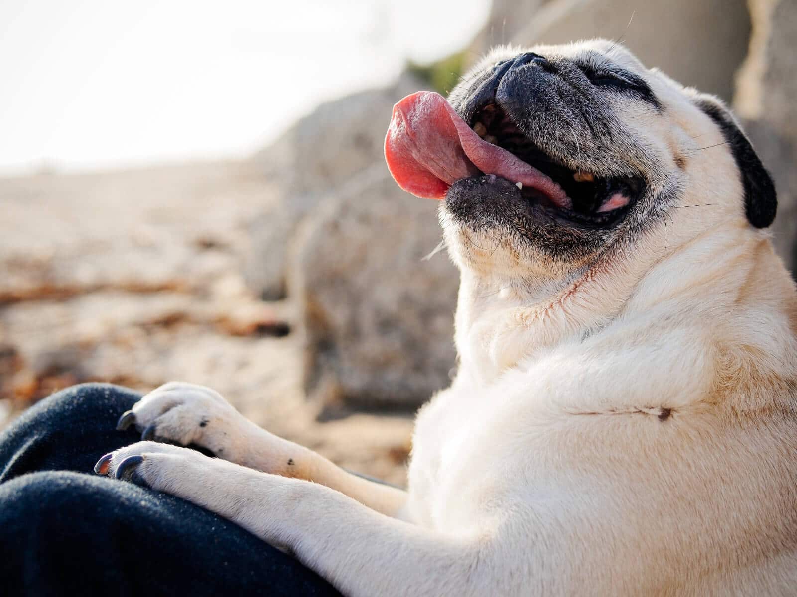 How to make and feed homemade dog food