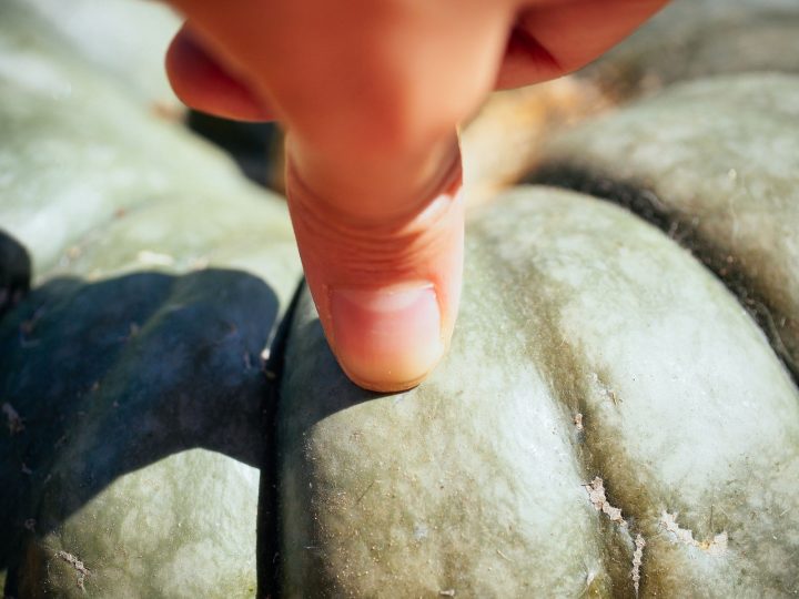 ¿Cómo curar la calabaza de invierno para conserva? | Botanica Argentina