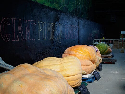Giant pumpkin contest