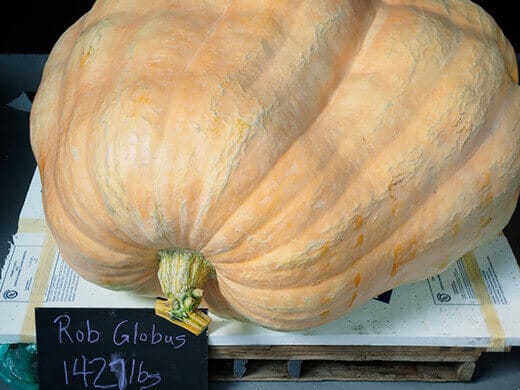 Giant pumpkin winner