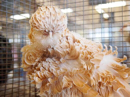 Polish chicken