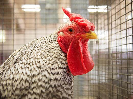Large wattles