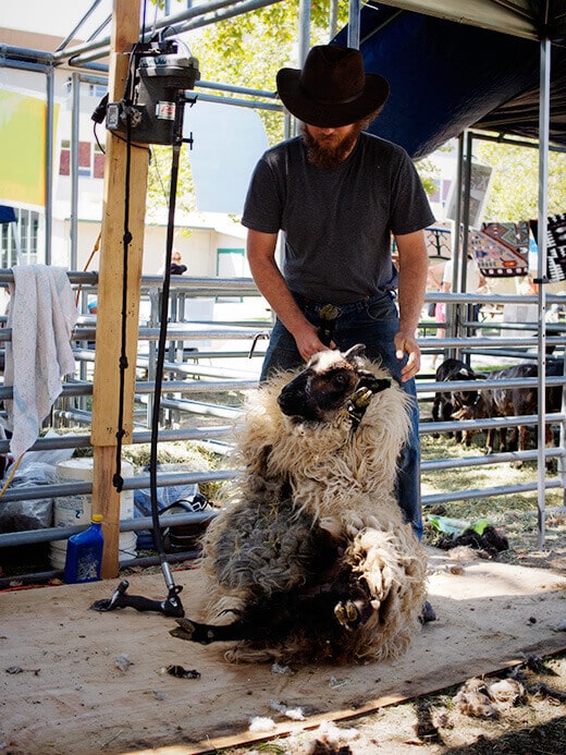 Shearing a sheep