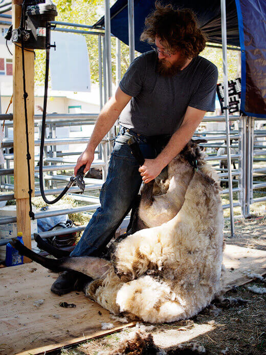 Shearing a sheep