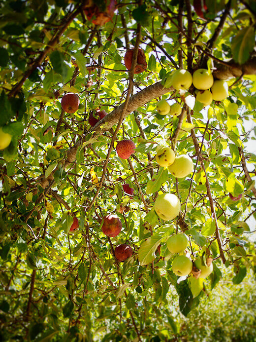 Tree-ripened apples