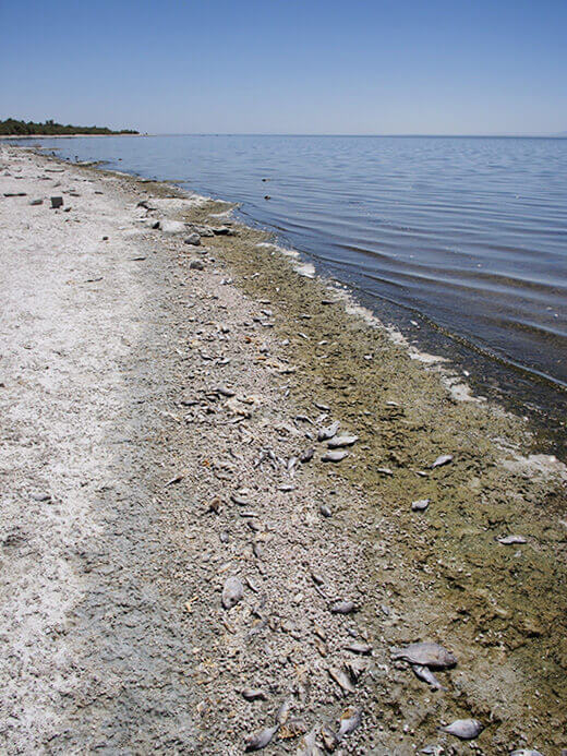 Rotting fish line the shores