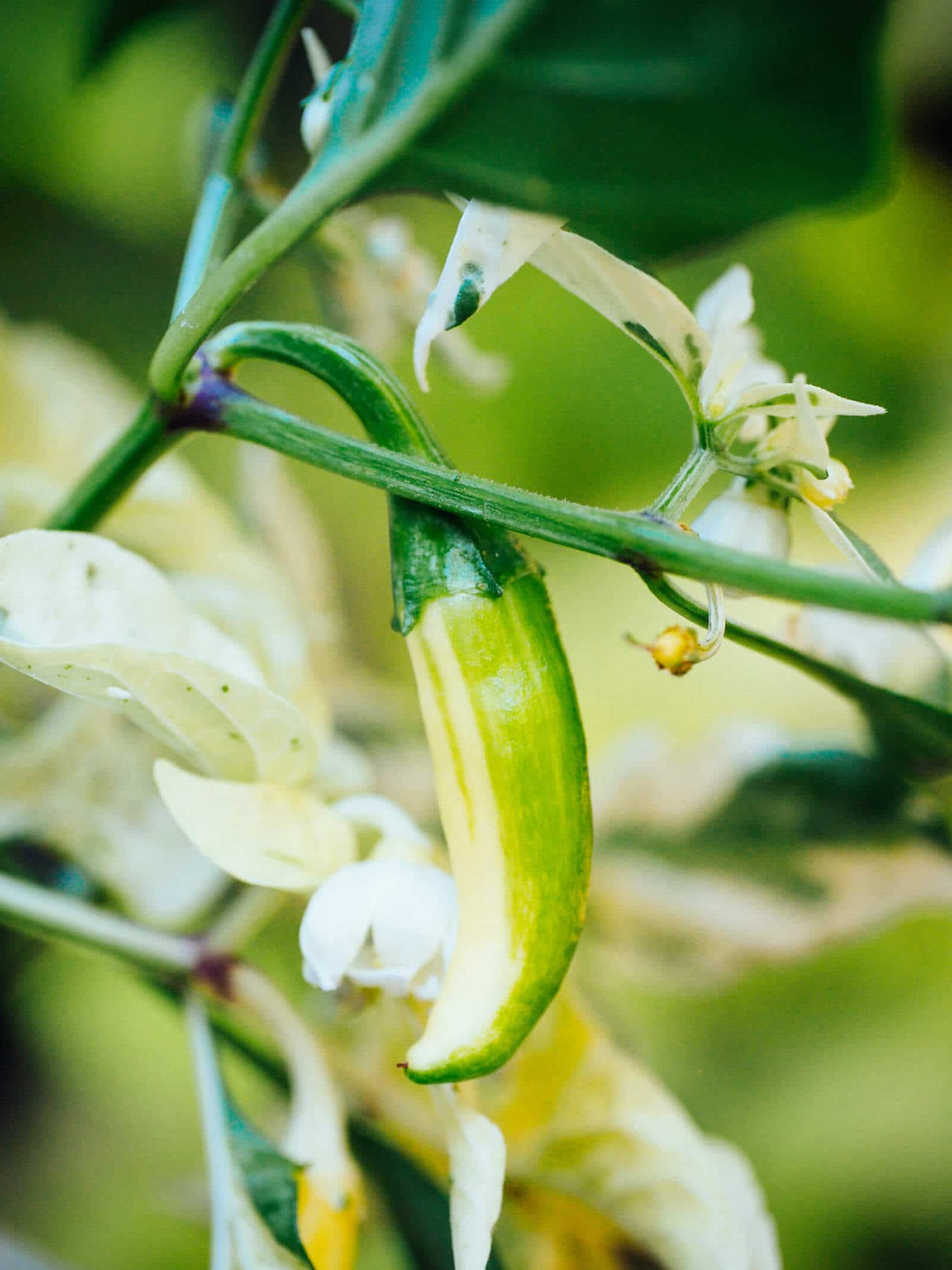 Young fish pepper