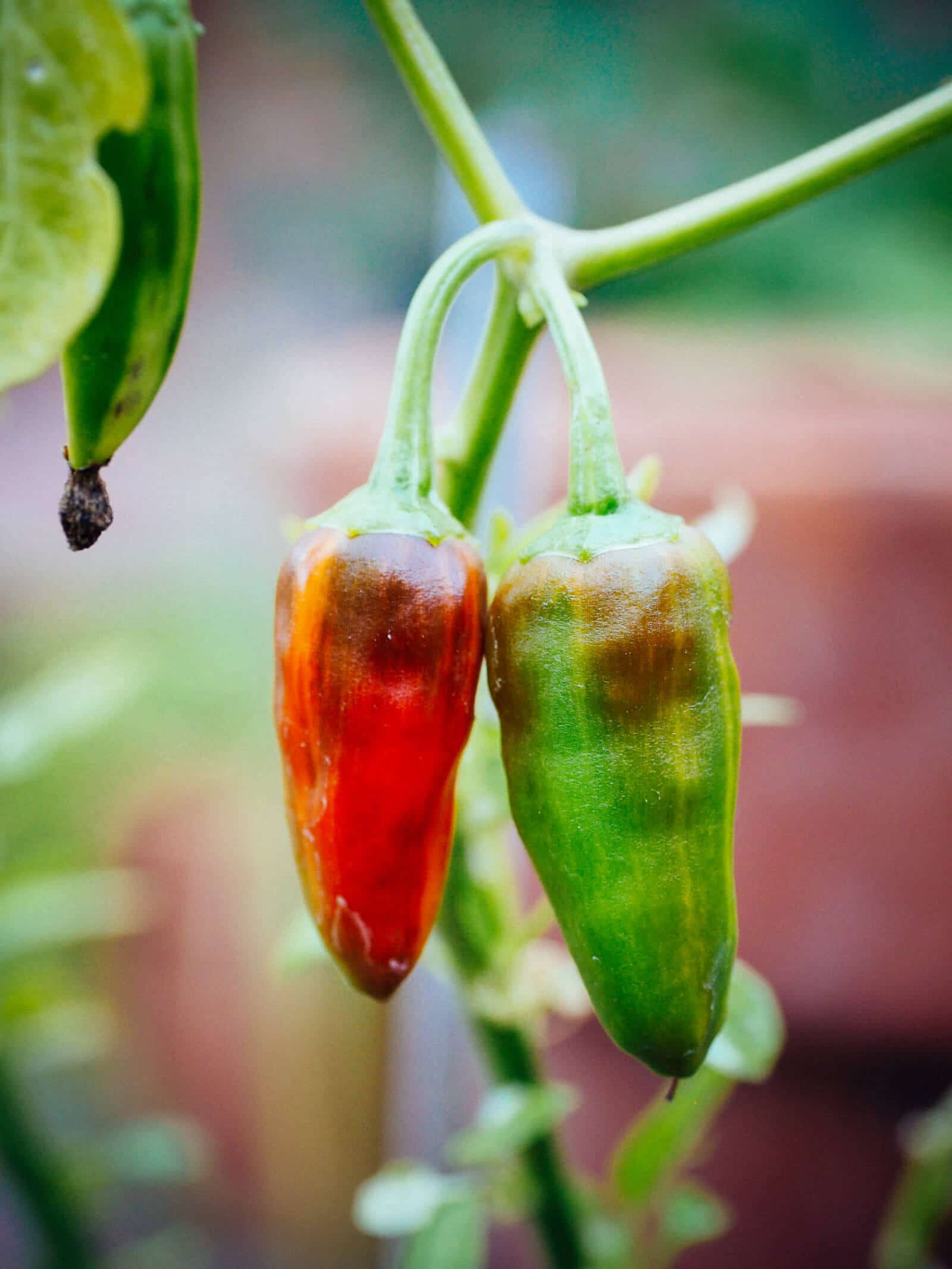 Mature fish peppers