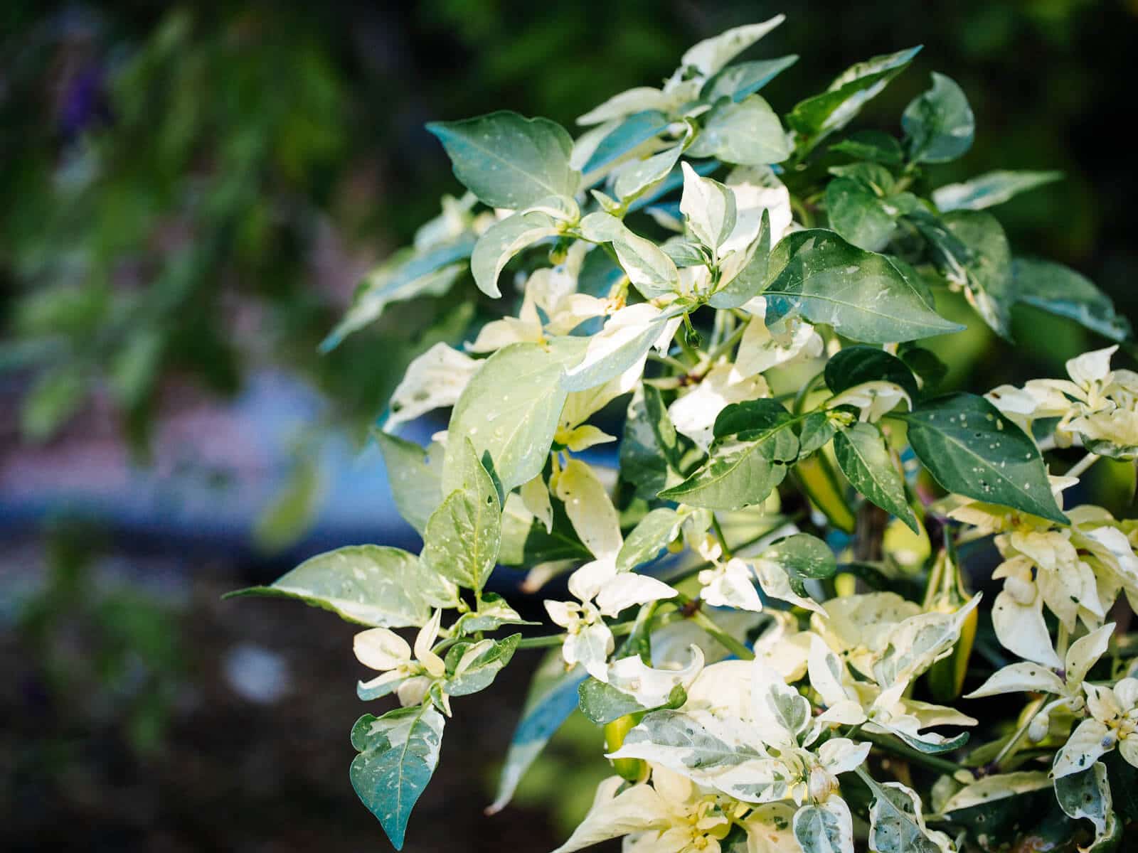 Fish pepper plant with variegated foliage