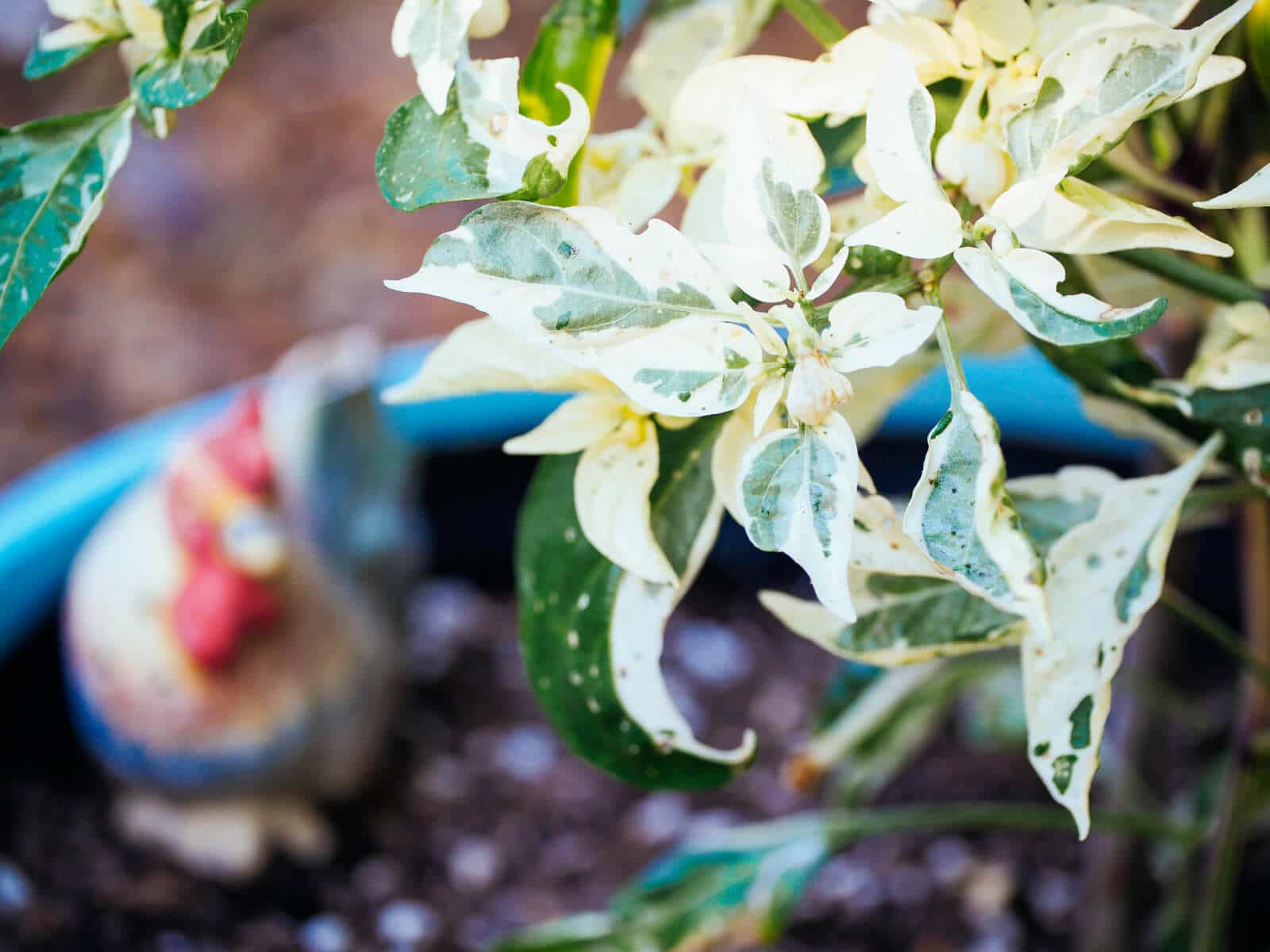 Fish pepper foliage
