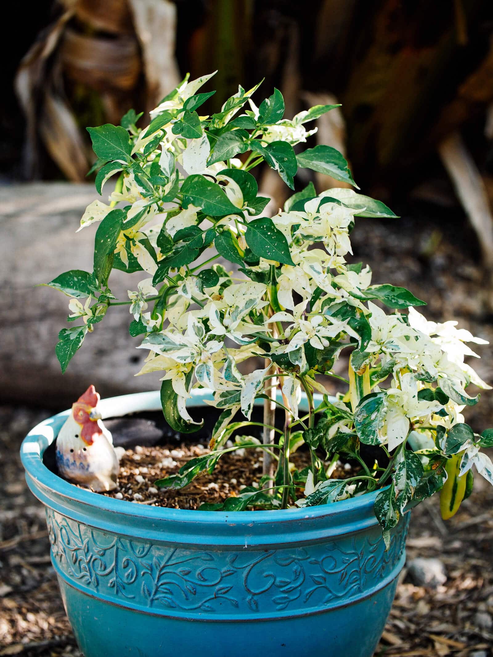 Fish pepper plant