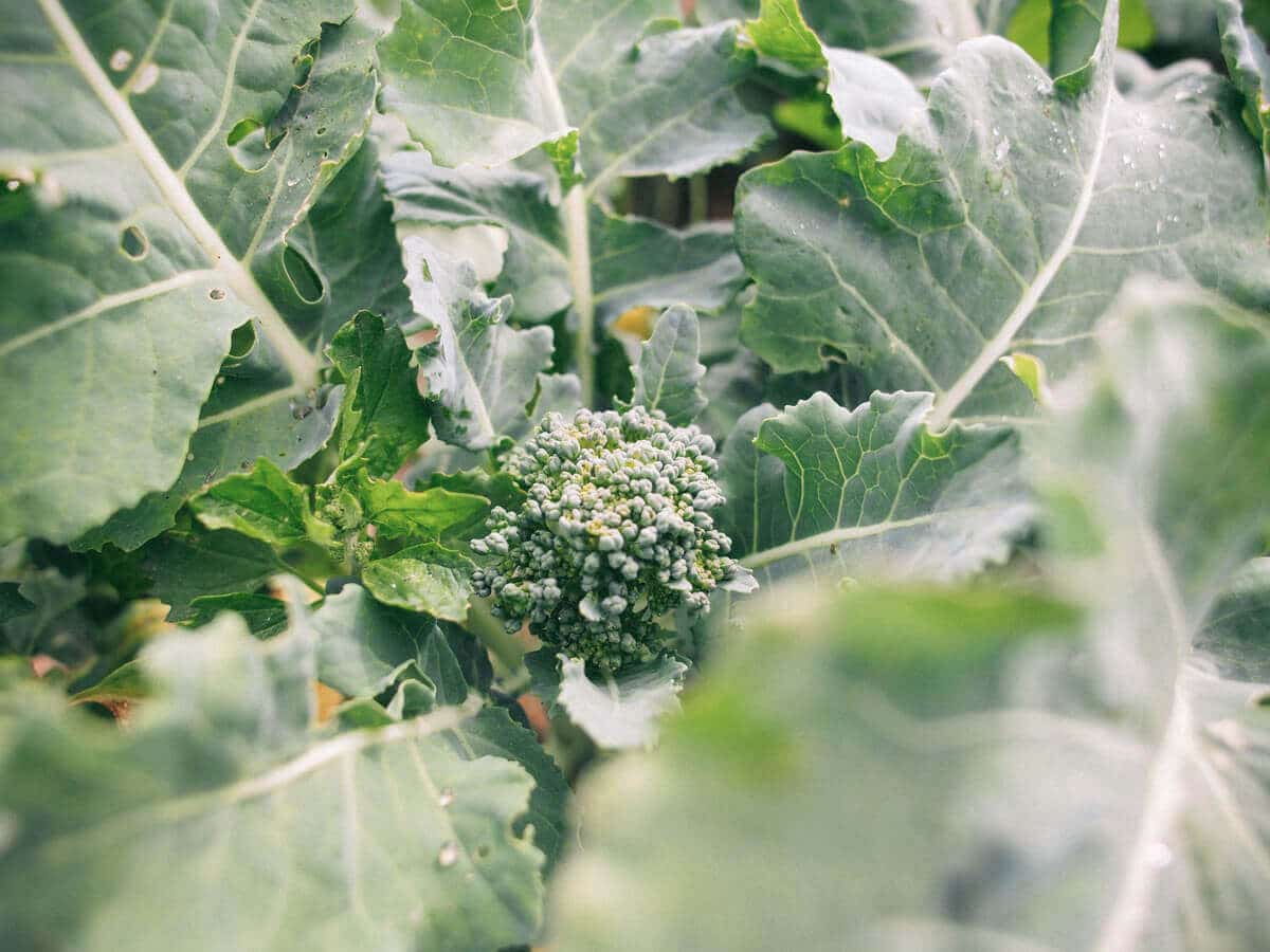 Farm-fresh broccoli