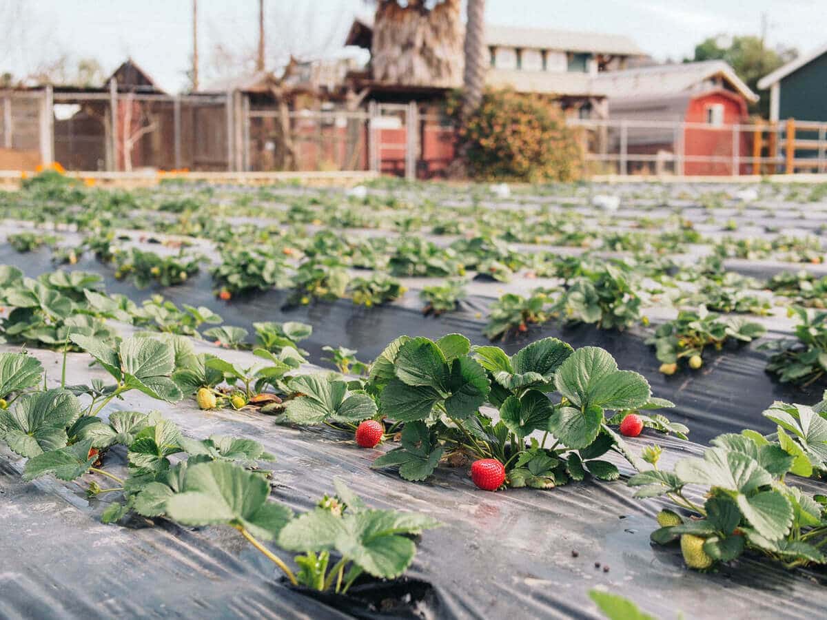 Organic strawberry crop
