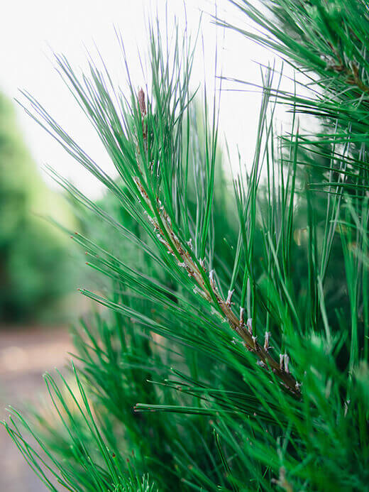 Monterey pine needles