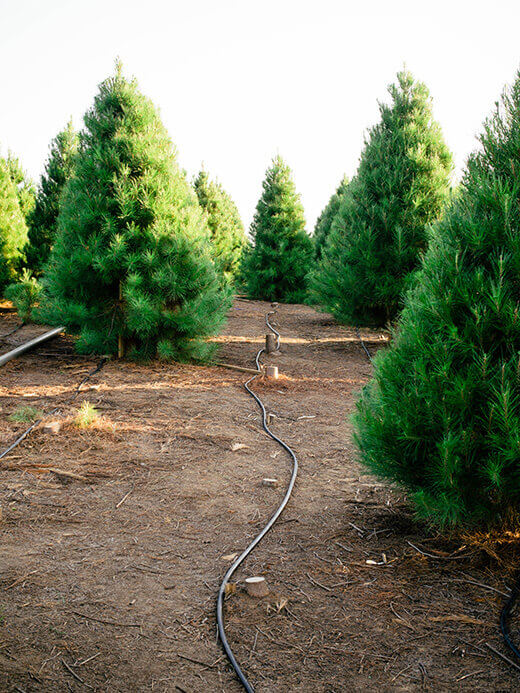 An irrigated Christmas tree farm