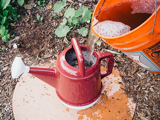 Dilute compost tea in watering can for a foliar spray