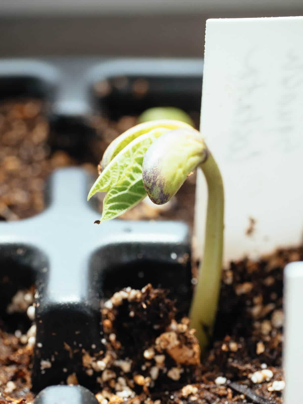 Bean seed germinating