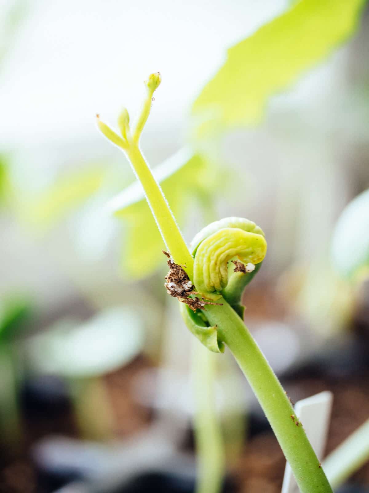 A bean seedling missing cotyledons