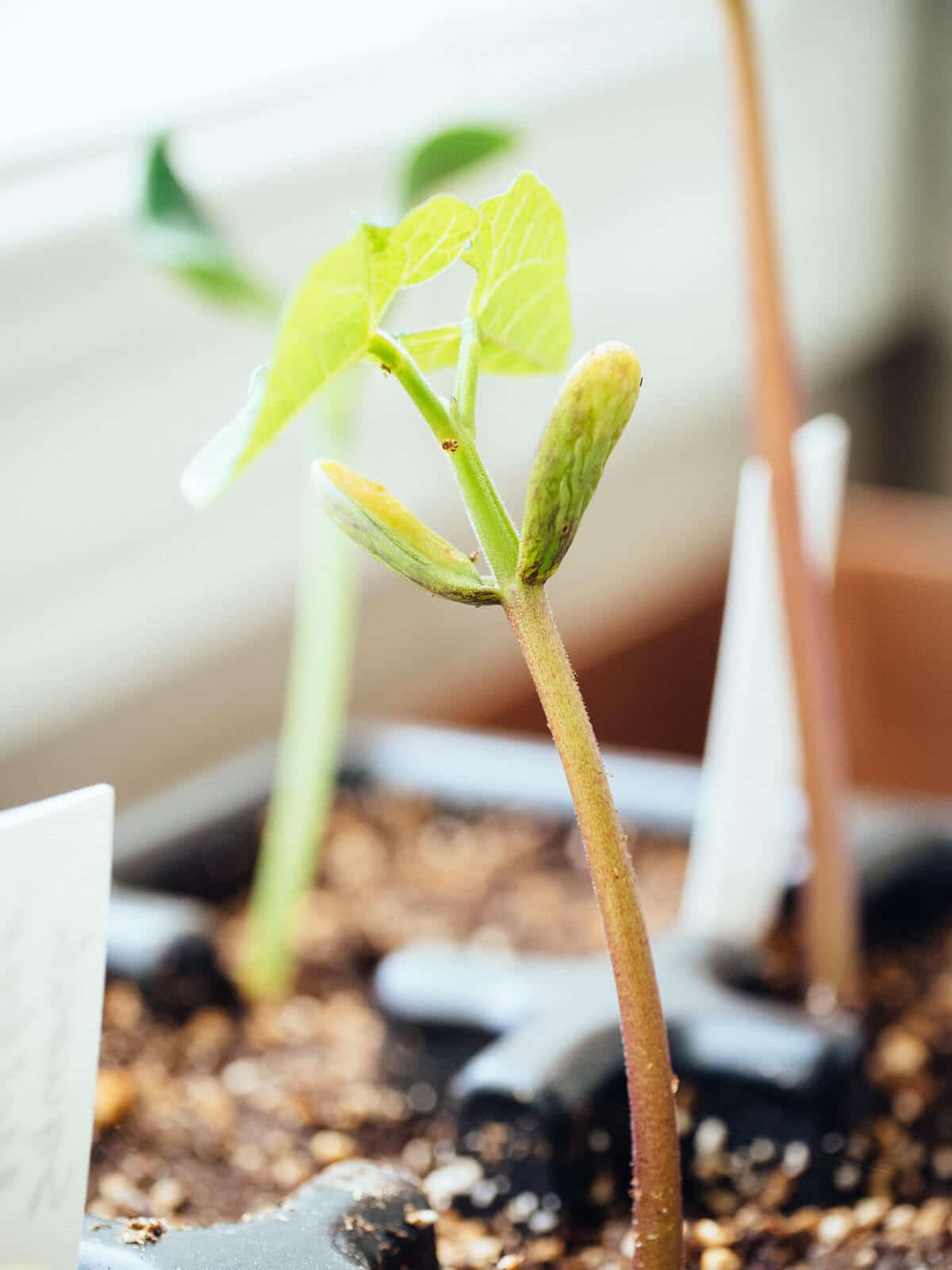 Bean seedling with great vigor
