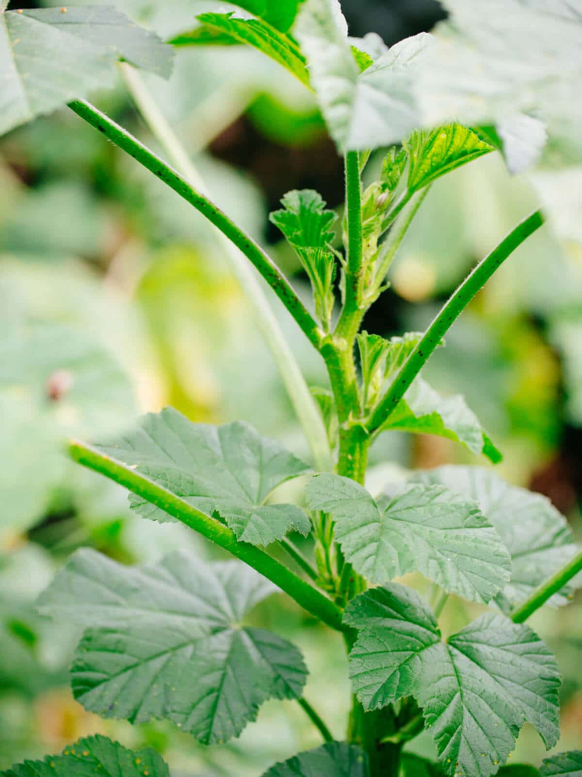 Mallow Weed The Wild Edible That's Also a Love Potion
