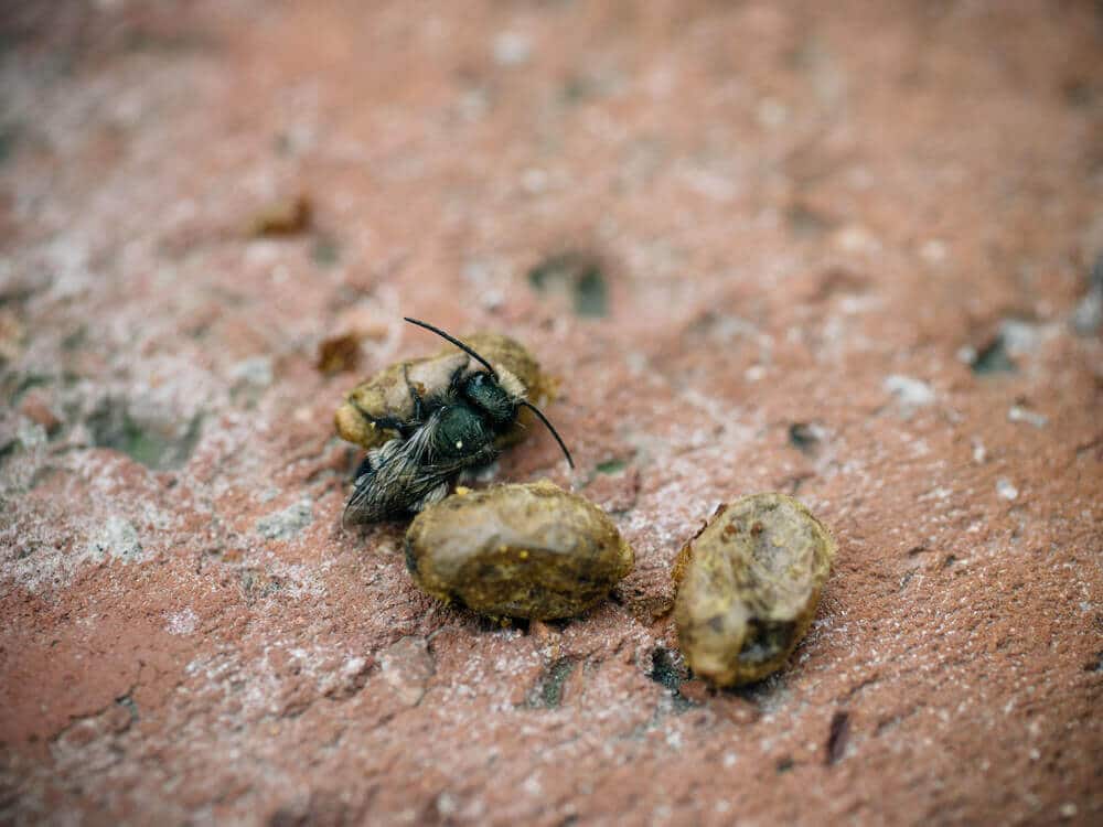 Newly emerged native bee with cocoons