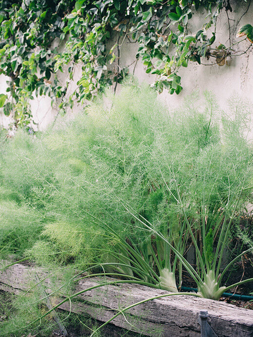 Florence fennel in the garden