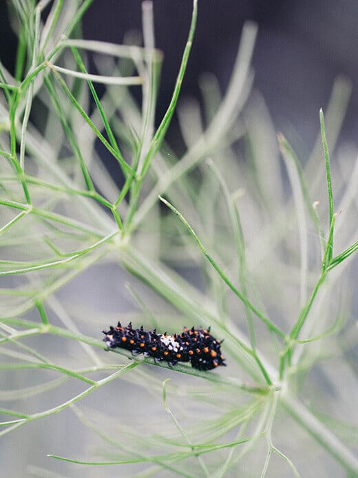 First instar of swallowtail butterfly caterpillar