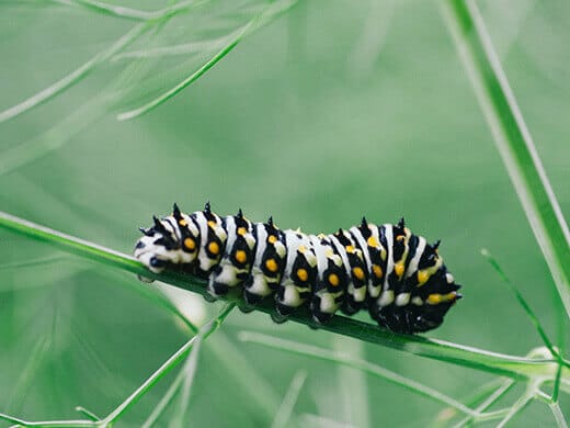Third instar of swallowtail butterfly caterpillar