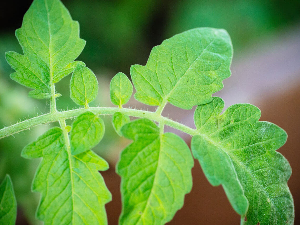Smells of summer: fresh, fragrant tomato leaves