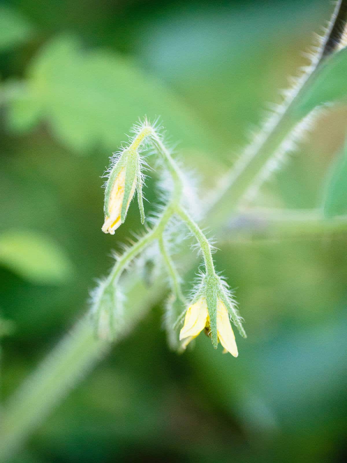 Tomato trichomes on sepals