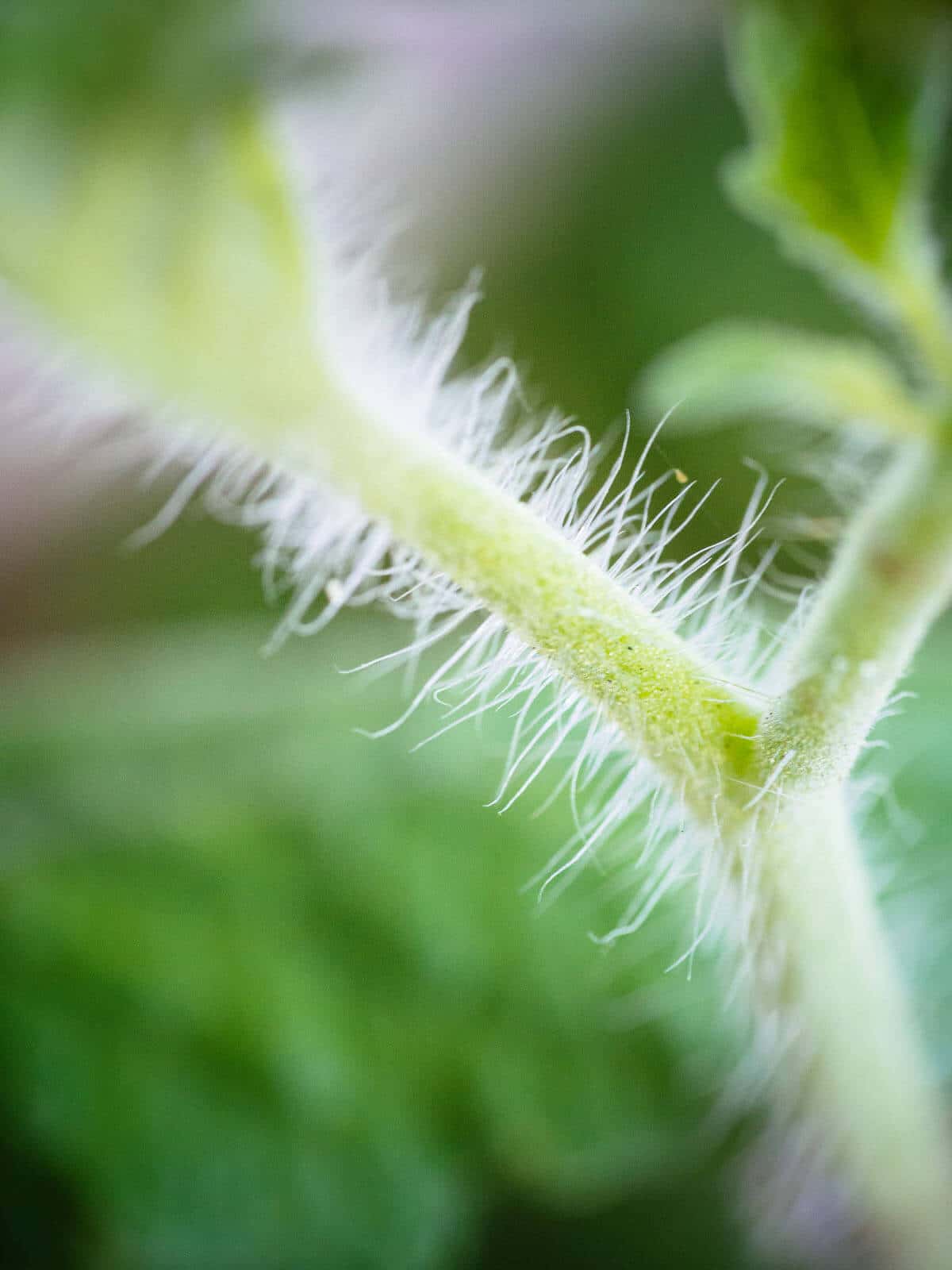 Trichomes are short, fine, hair-like structures on tomato stems