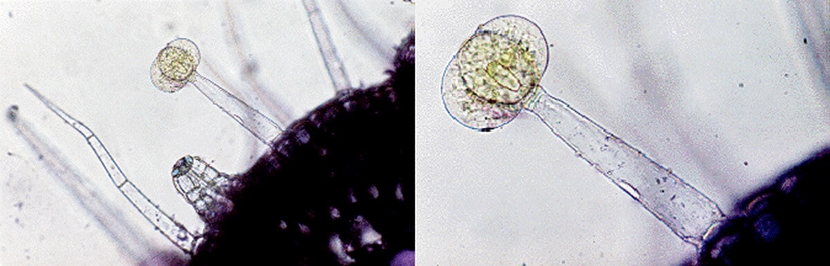 Glandular trichomes on a tomato stem