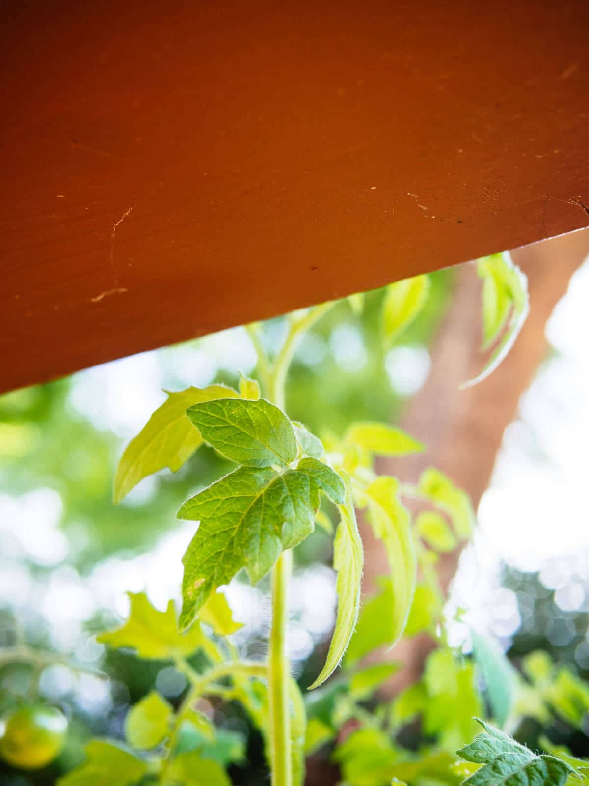 Tomato plant