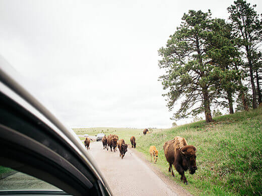 Bison jam in Yellowstone
