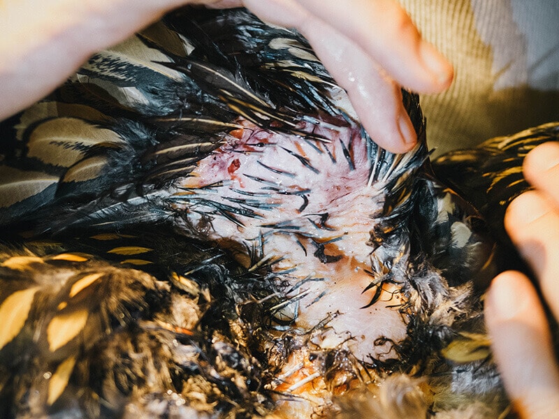 A sprained and swollen wing